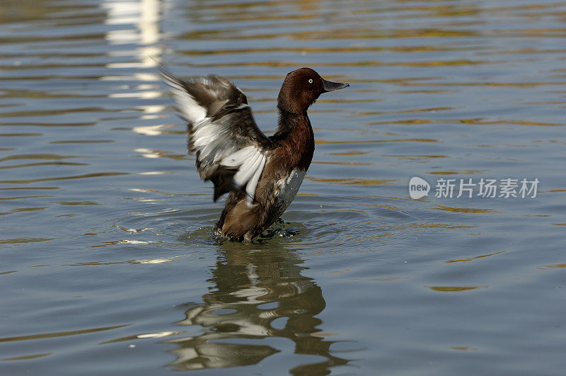 Ferruginous鸭子(Aythya nyroca)